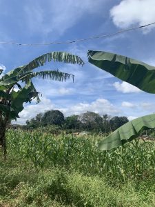 A lush green field with tall corn plants, framed by large banana leaves, under a blue sky with scattered clouds and trees in the background.